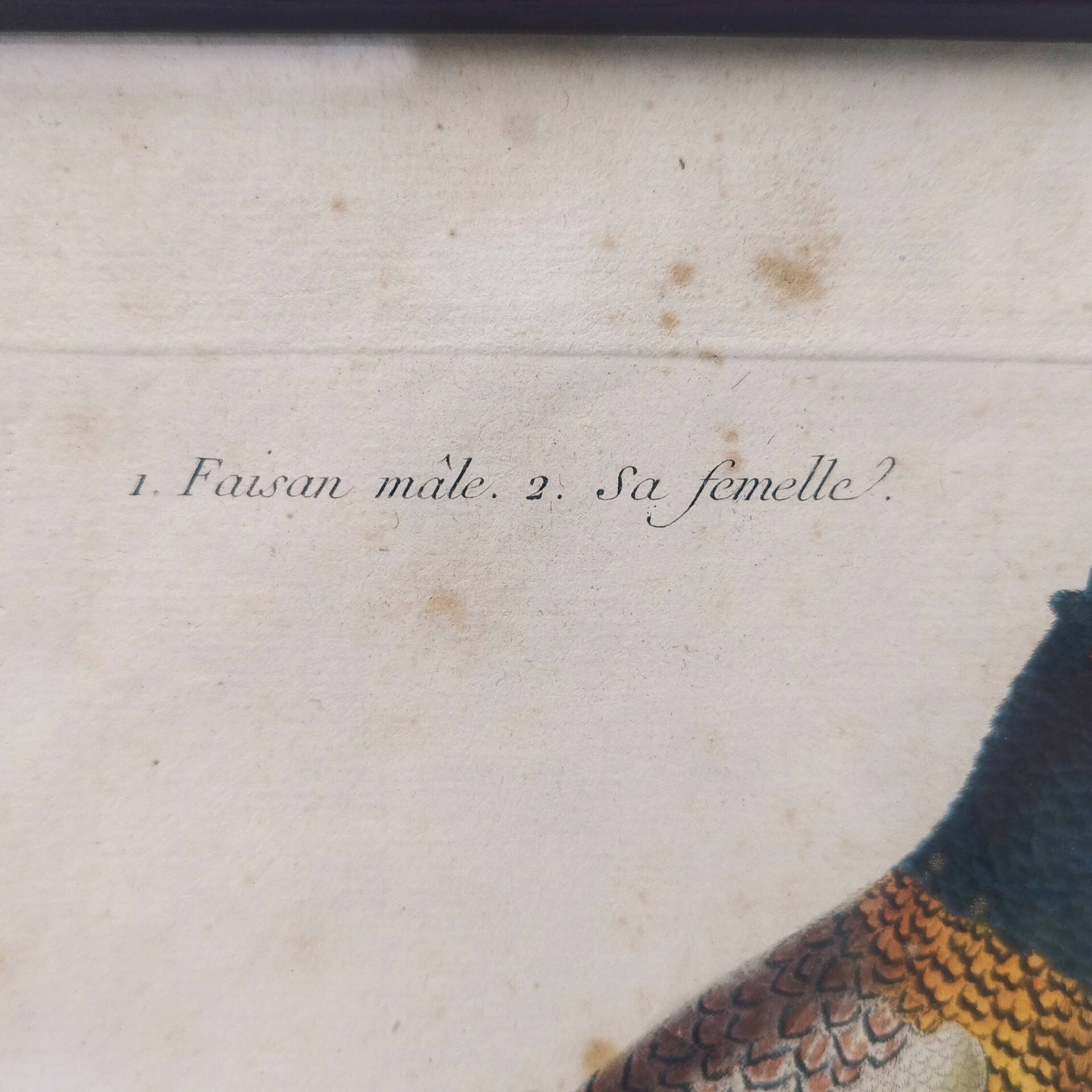 Gravure tableau faisan  oiseau  XVIII ème  F. Martinet