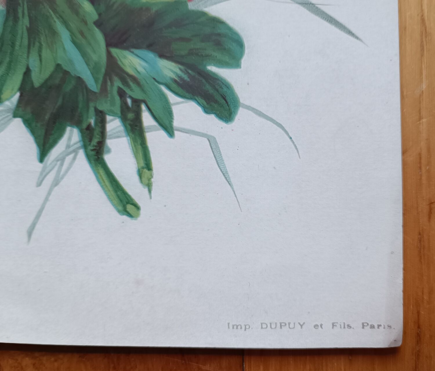 Lithographie Roses trémières