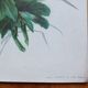 Lithograph Hollyhocks
