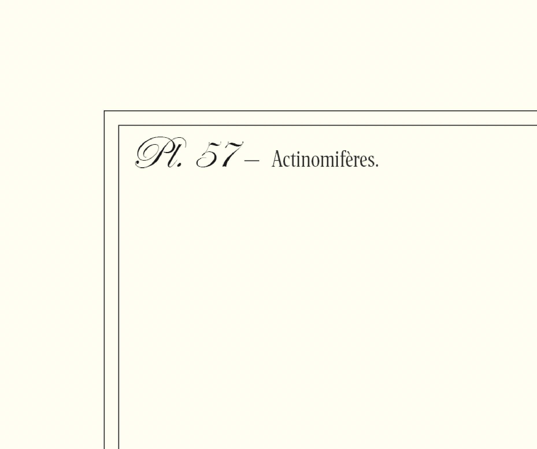 Lithograph engraving chimera animal, the cariapocampus 22x28 cm