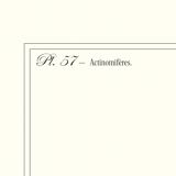 Lithograph engraving chimera animal, the cariapocampus 22x28 cm