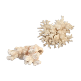 Ancient corals
