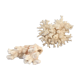 Ancient corals