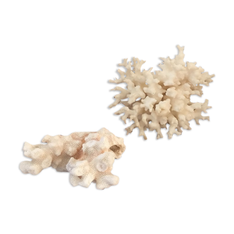 Ancient corals