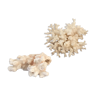 Ancient corals