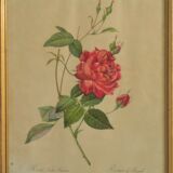 Gravure ancienne " rosa indica sertulata "  de "joseph redouté"