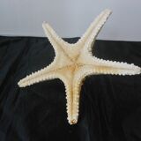 Starfish/diameter 29 cm