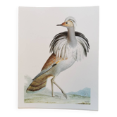 Planche zoologique