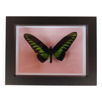 Papillon  naturalisé Trogonoptera - encadré sous verre - véritable trojana palawan