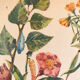 Planche vintage originale fleurs/botanique