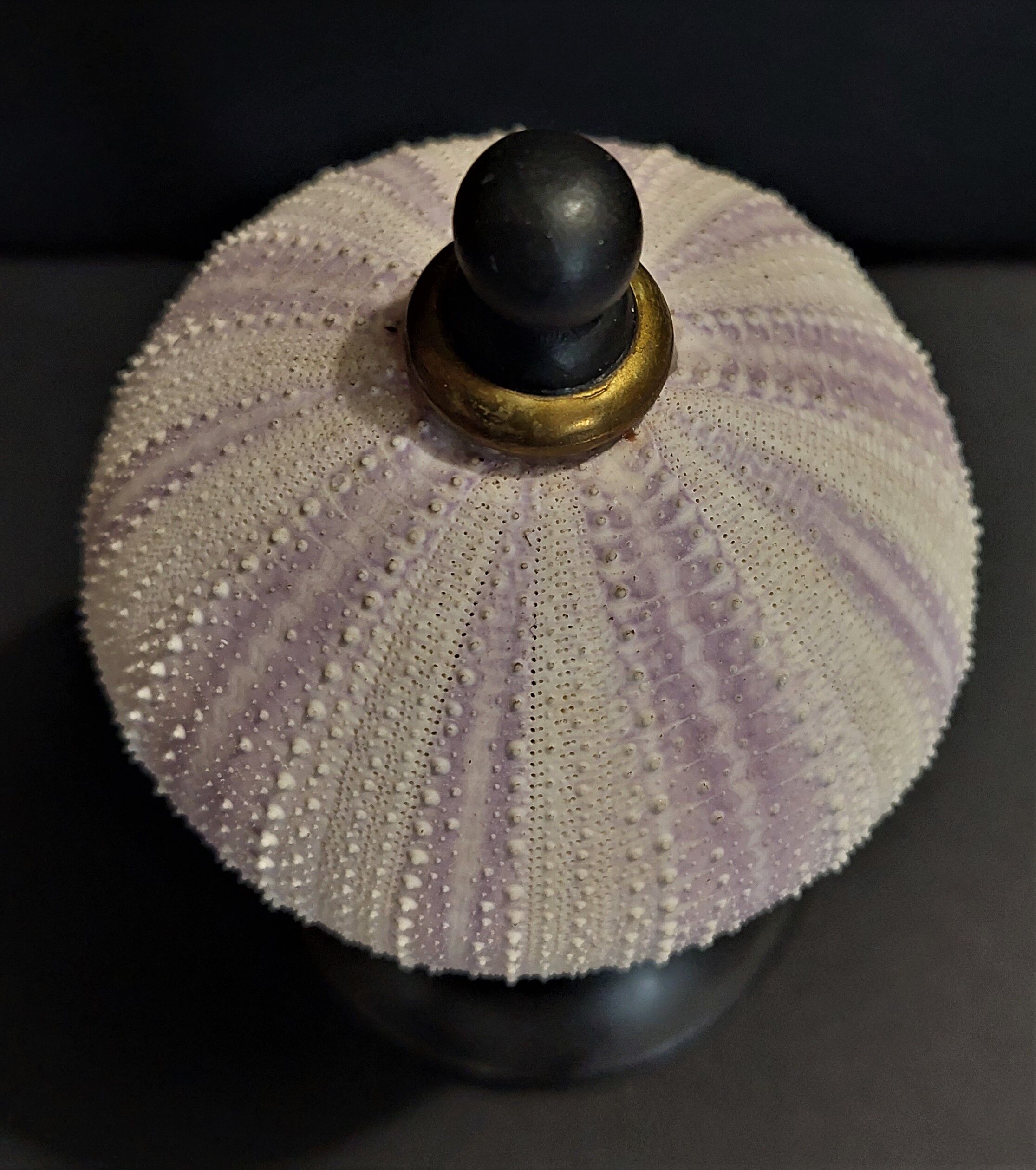 Cabinet of Curiosities sea urchin sphaerechinus granularis on base