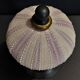 Cabinet of Curiosities sea urchin sphaerechinus granularis on base