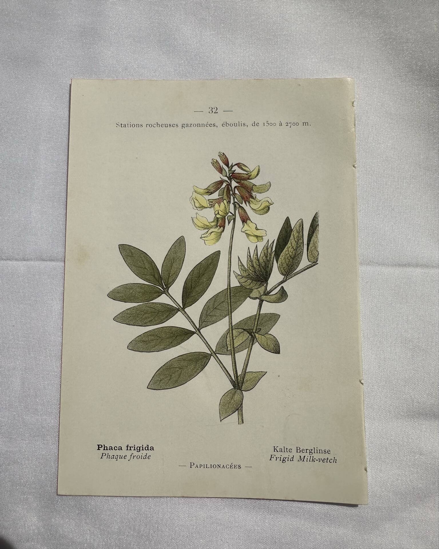 Botanical engraving naturalist plate flower plant of France