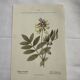 Botanical engraving naturalist plate flower plant of France