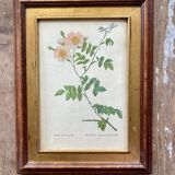 Botanical plate