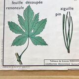 Rossignol pedagogical poster