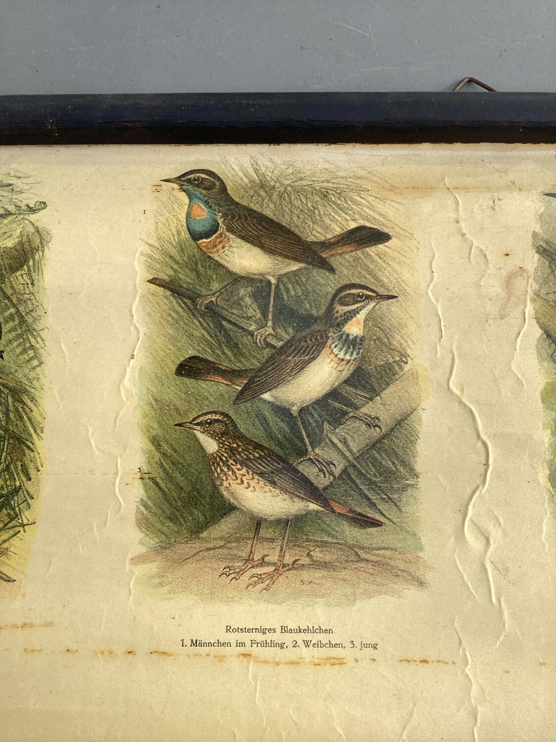 Vogel Europas school poster