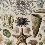 Lithograph on oceanography - 1900