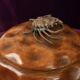 Aldo Tura box in sculpted pear wood and bronze crab, 1940