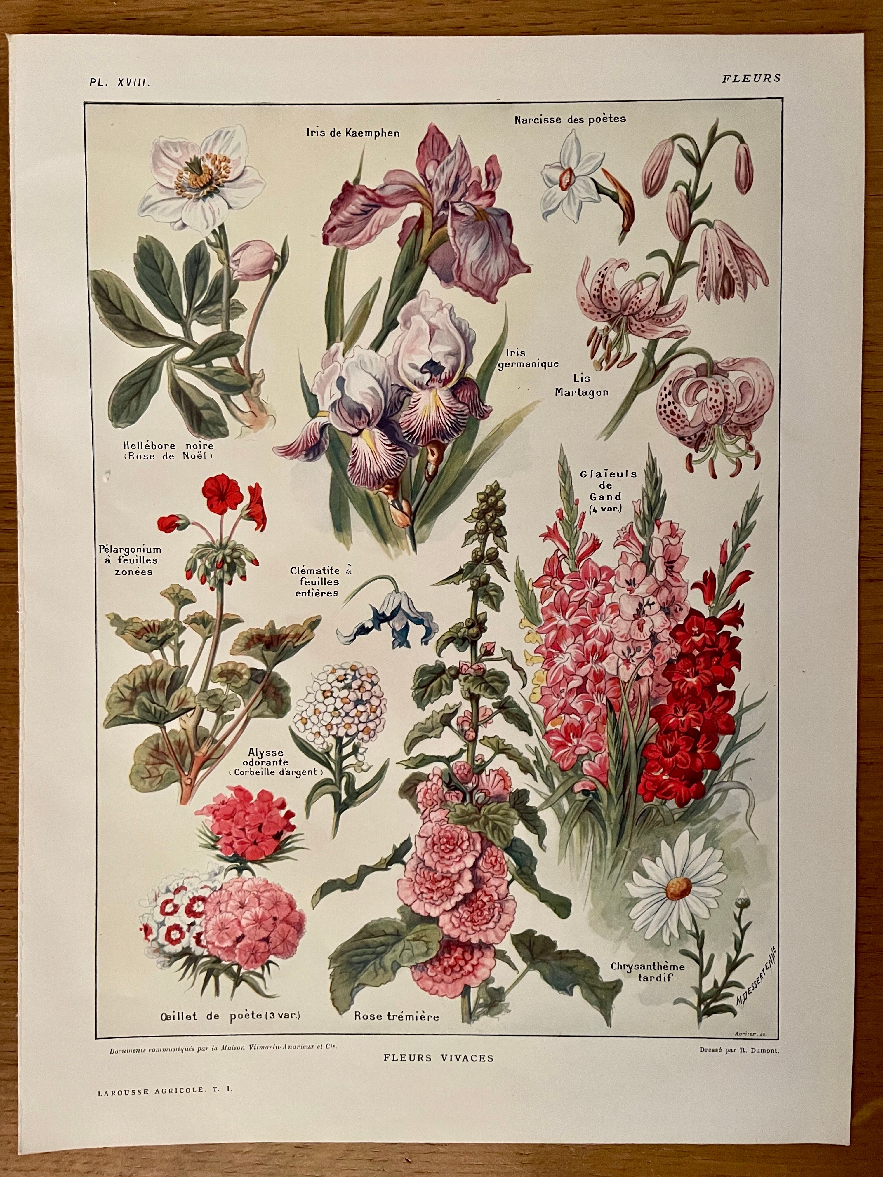 Lithograph on perennial flowers from 1921