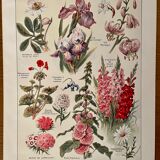 Lithograph on perennial flowers from 1921