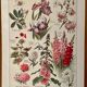 Lithographie sur les fleurs vivaces de 1921