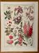 Lithograph on perennial flowers from 1921