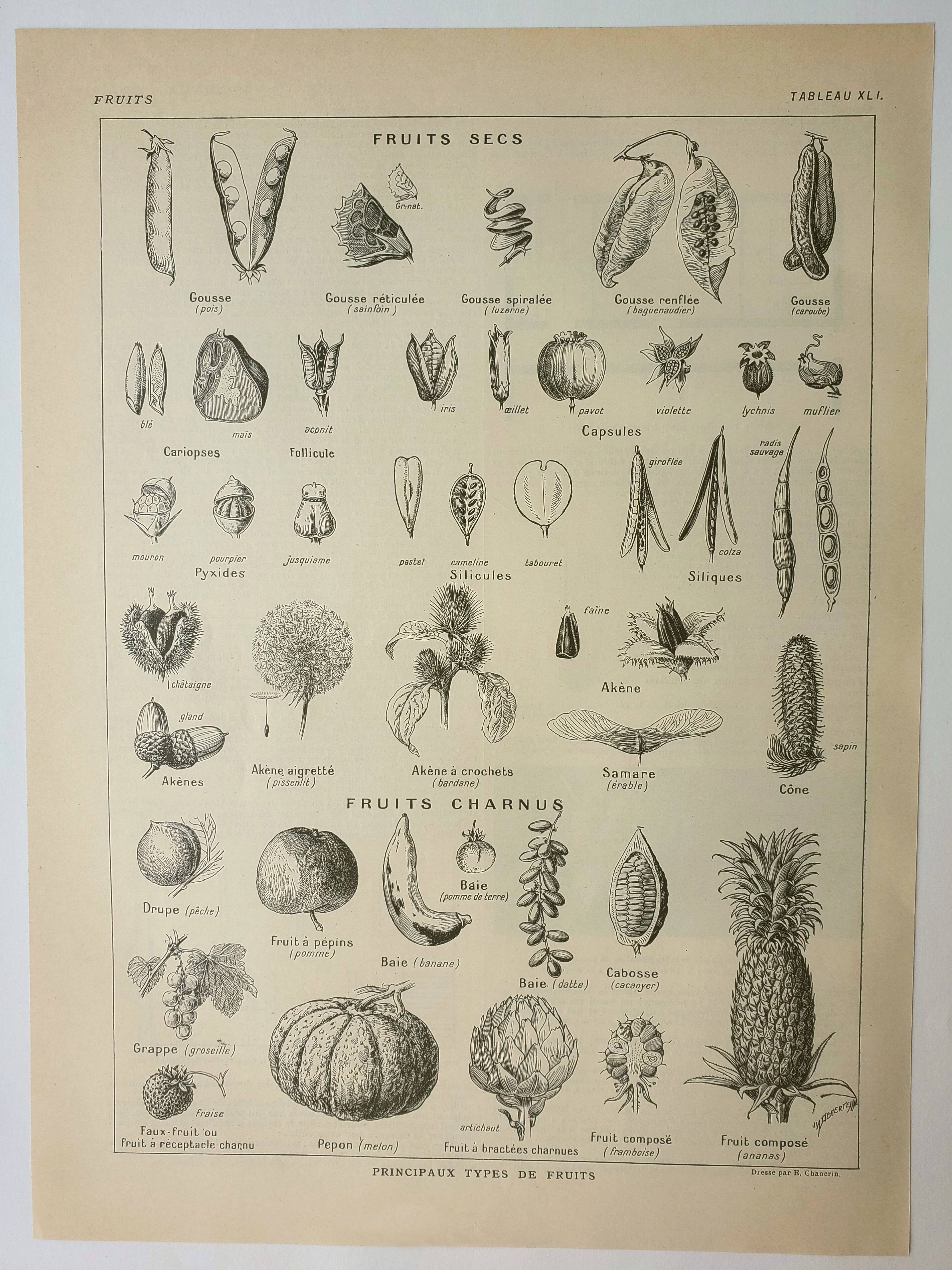 Antique engraving 1922, Fruits and seeds, types, dry, fleshy • Lithograph, original illustration