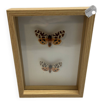 naturalized butterflies frame