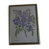 Framed jasmine botanical board