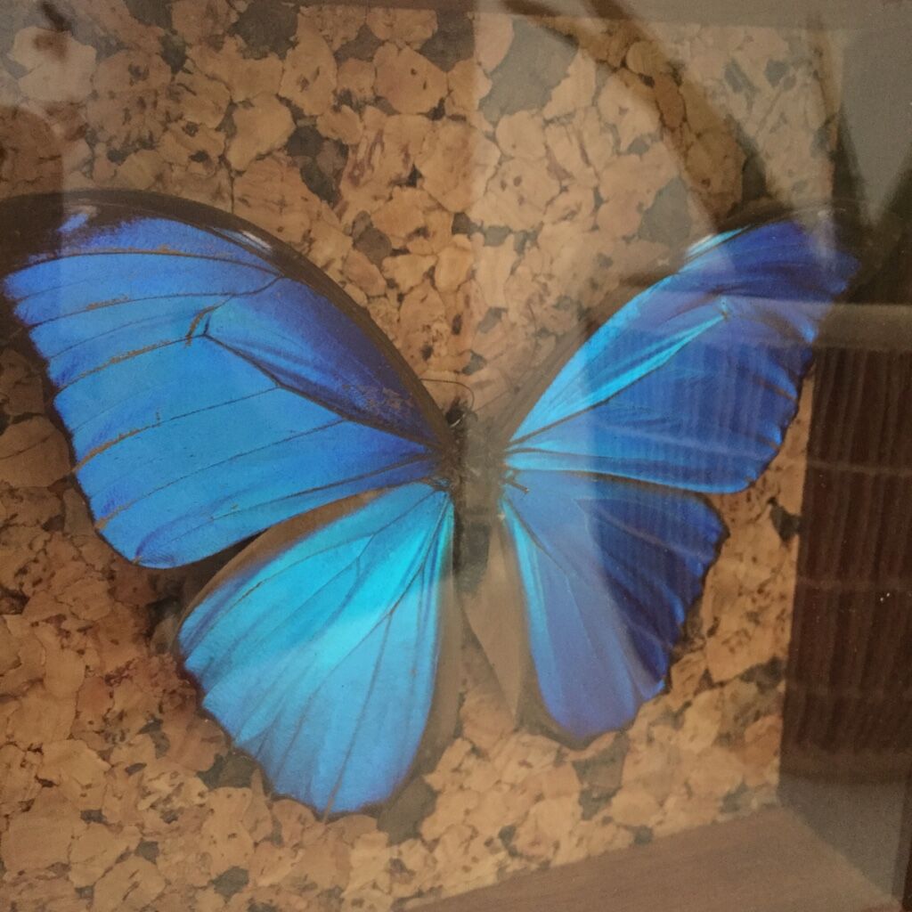 Blue butterfly framed Morpho menelaus Guyana curiosity cabinet