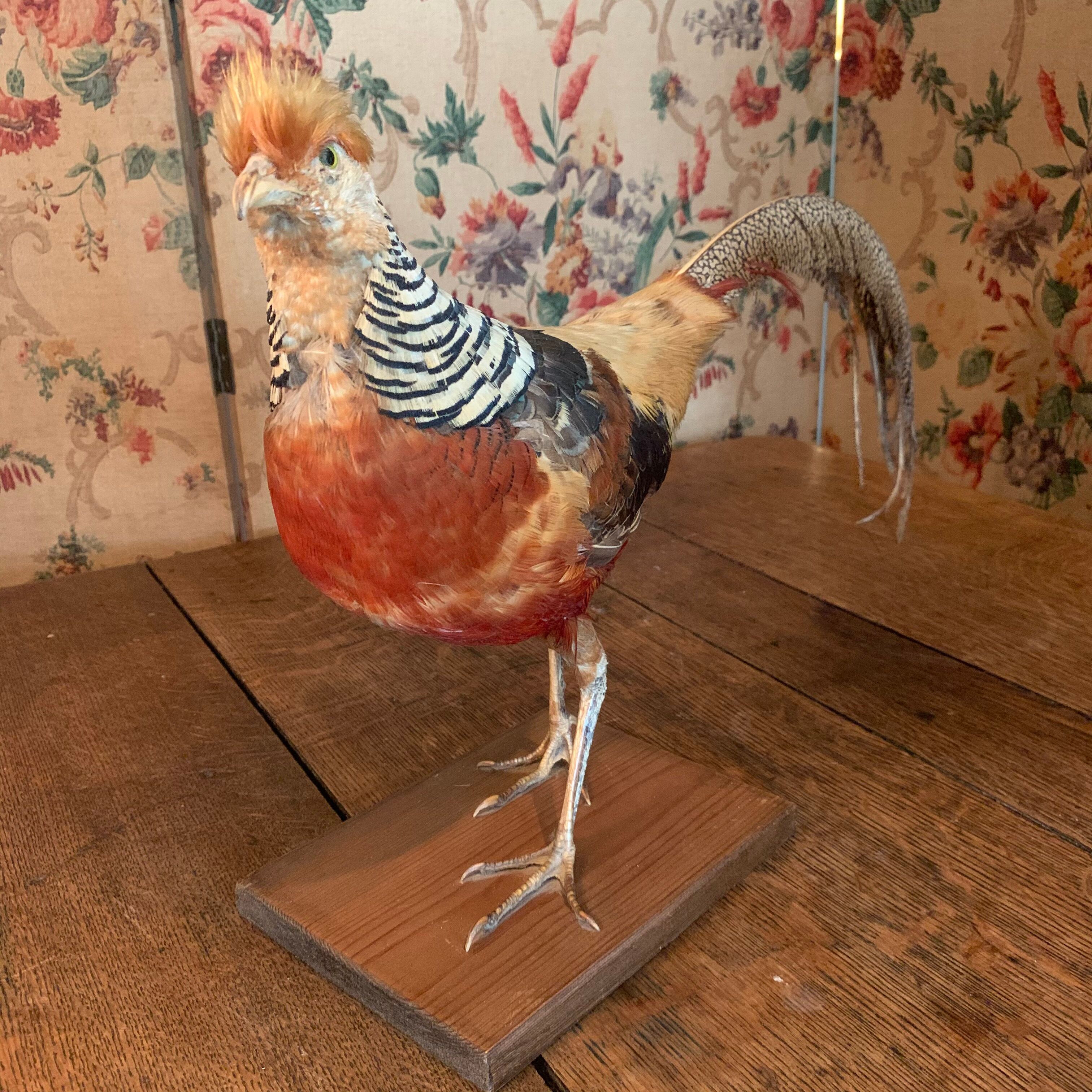 Naturalized golden pheasant taxidermy
