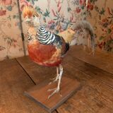 Naturalized golden pheasant taxidermy