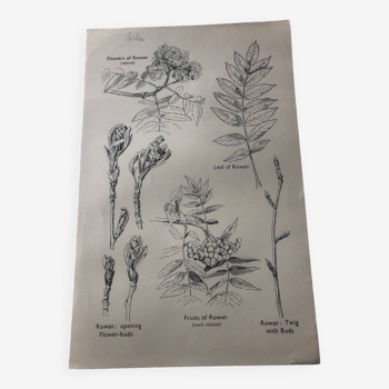 Rowan botanical poster