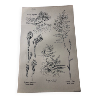 Rowan botanical poster