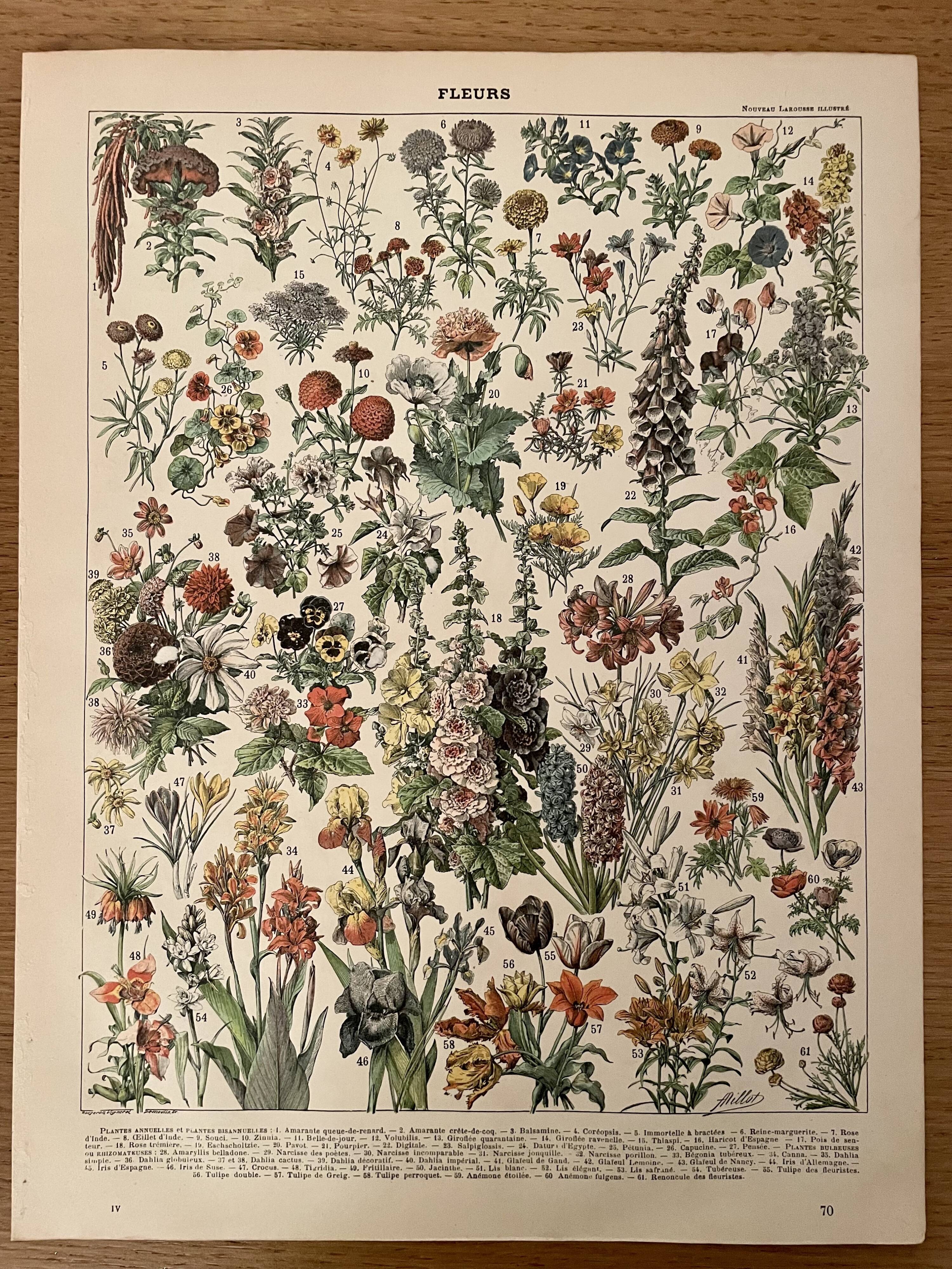 Lithographie sur les fleurs (amarante) - 1900