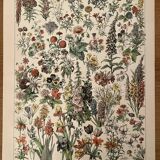 Lithograph on flowers (amaranth) - 1900