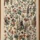 Lithographie sur les fleurs (amarante) - 1900