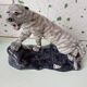 Roaring Tiger by Camille Tharaud: Art Deco Limoges Porcelain