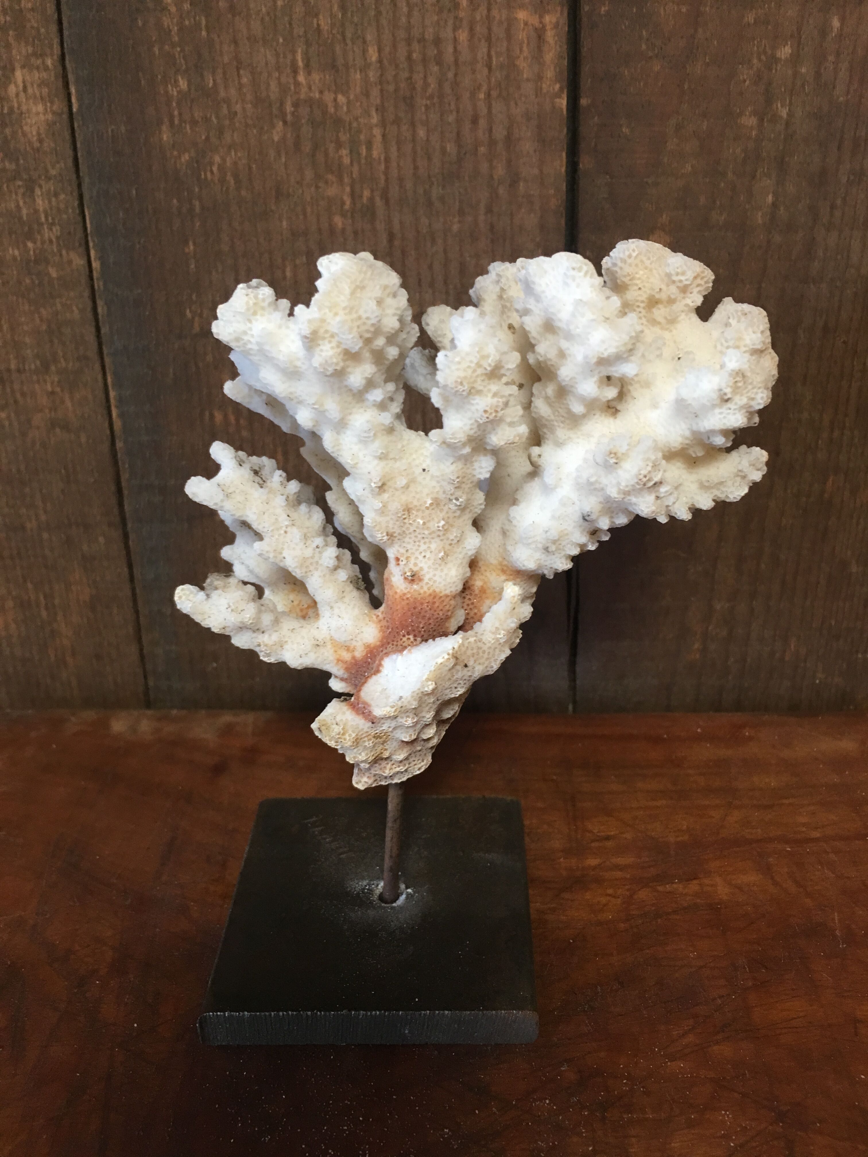 Coral on plinth