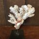 Coral on plinth