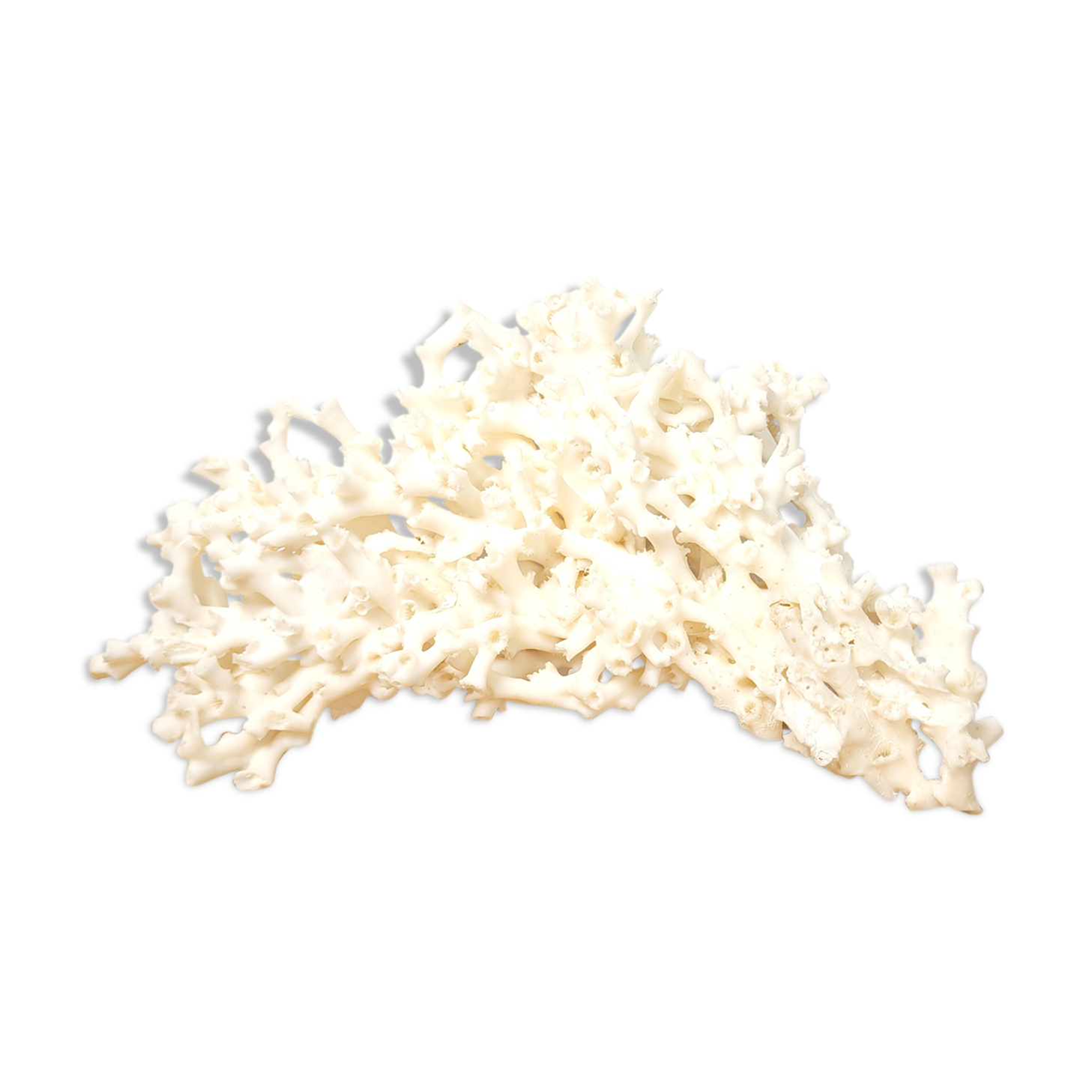 Large white coral 26x16cm