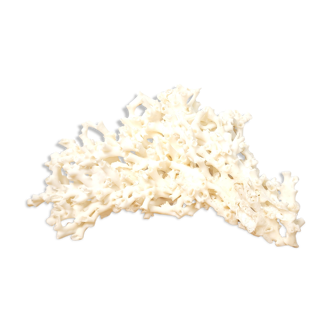 Large white coral 26x16cm