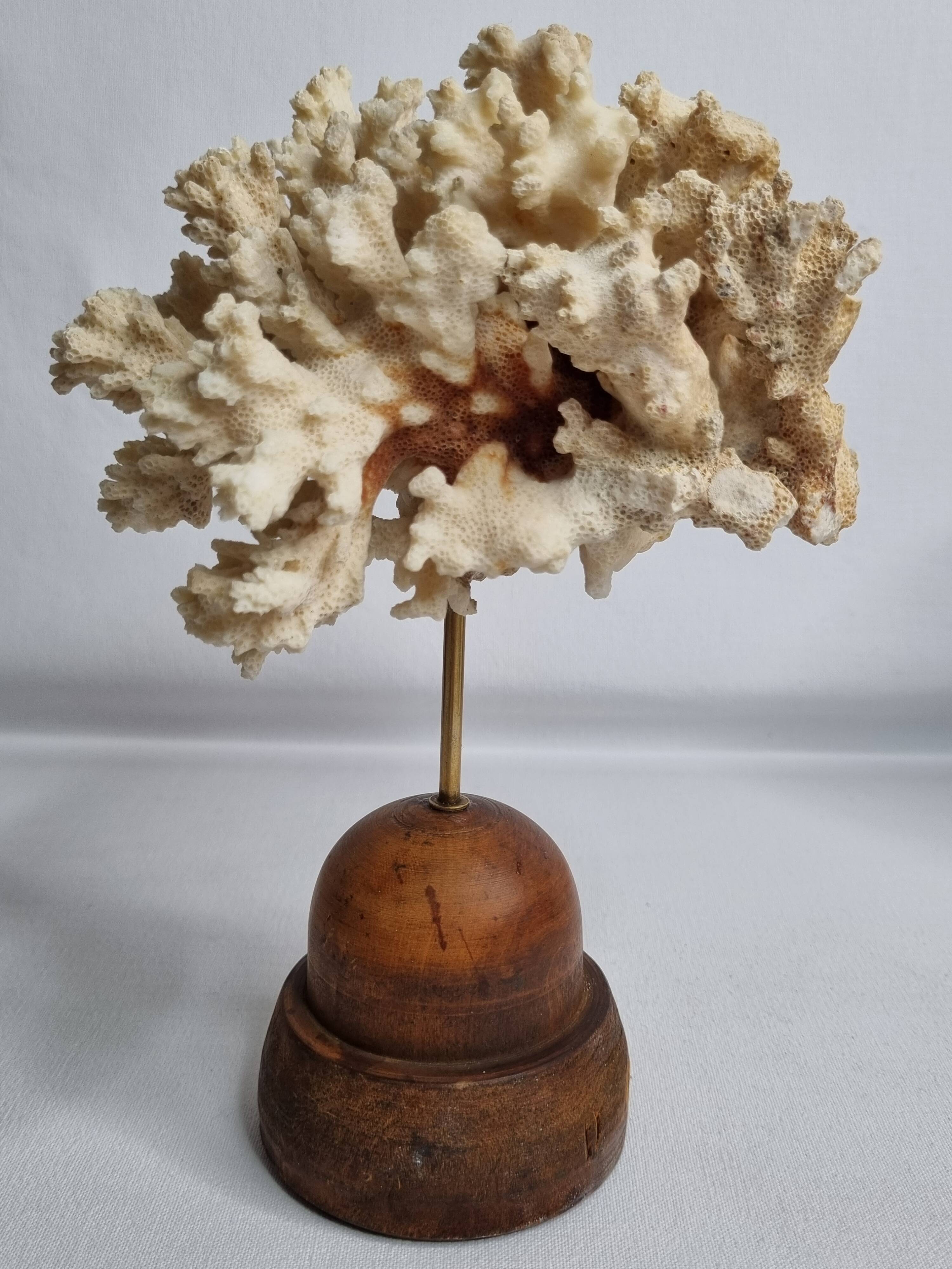 Antique ornamental coral Acropora on solid wood base, 16 cm