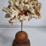 Antique ornamental coral Acropora on solid wood base, 16 cm