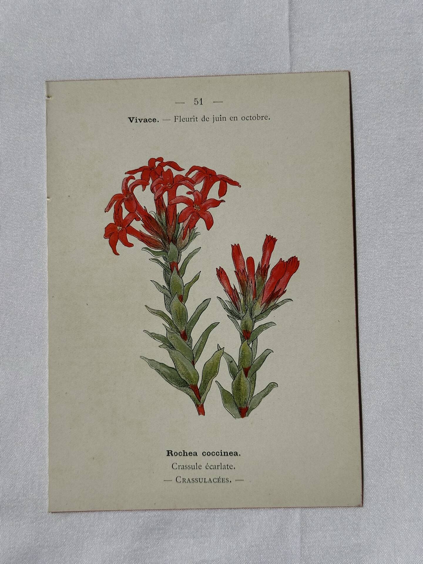 Botanical lithograph French flower double-sided naturalist