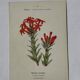 Botanical lithograph French flower double-sided naturalist