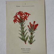 Botanical lithograph French flower double-sided naturalist