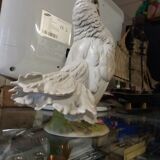 Peacock tail dove