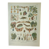 Old engraving 1922, Vine, enemies, insects, grapes, harvest • Lithograph, original illustration